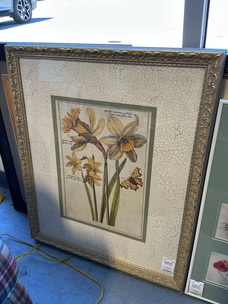 Daffodil Print in Silver Frame